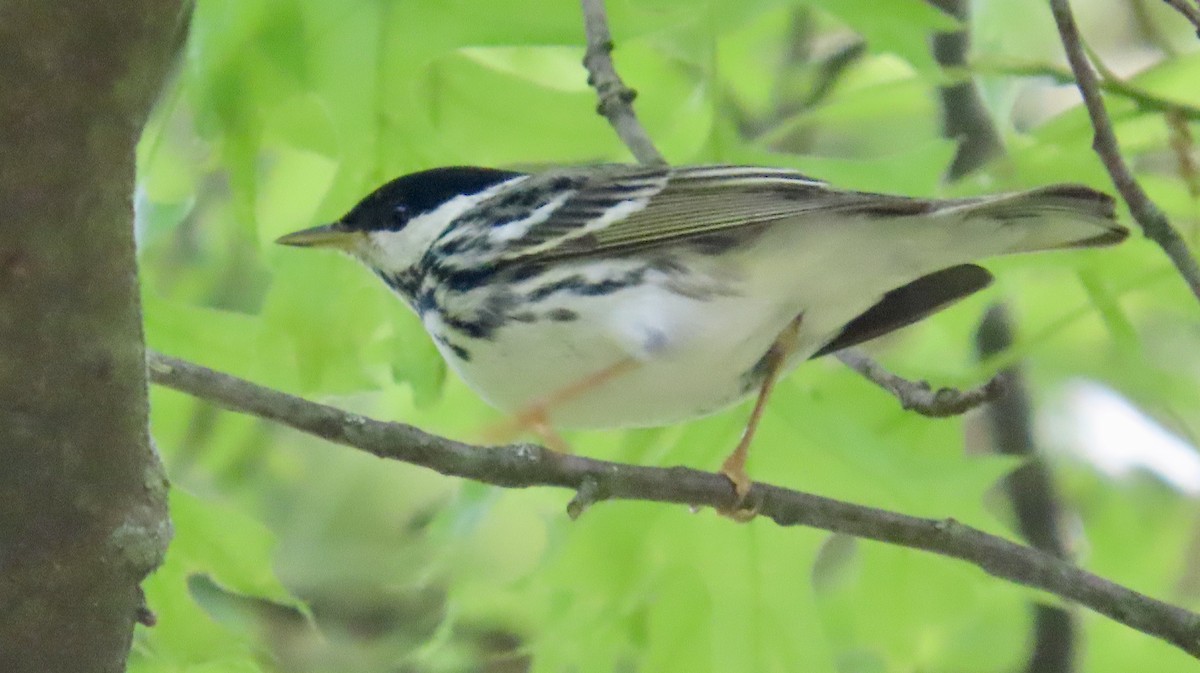 Blackpoll Warbler - Ardea Thurston-Shaine