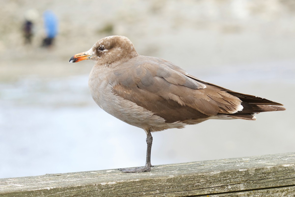 Heermann's Gull - Len  Jellicoe