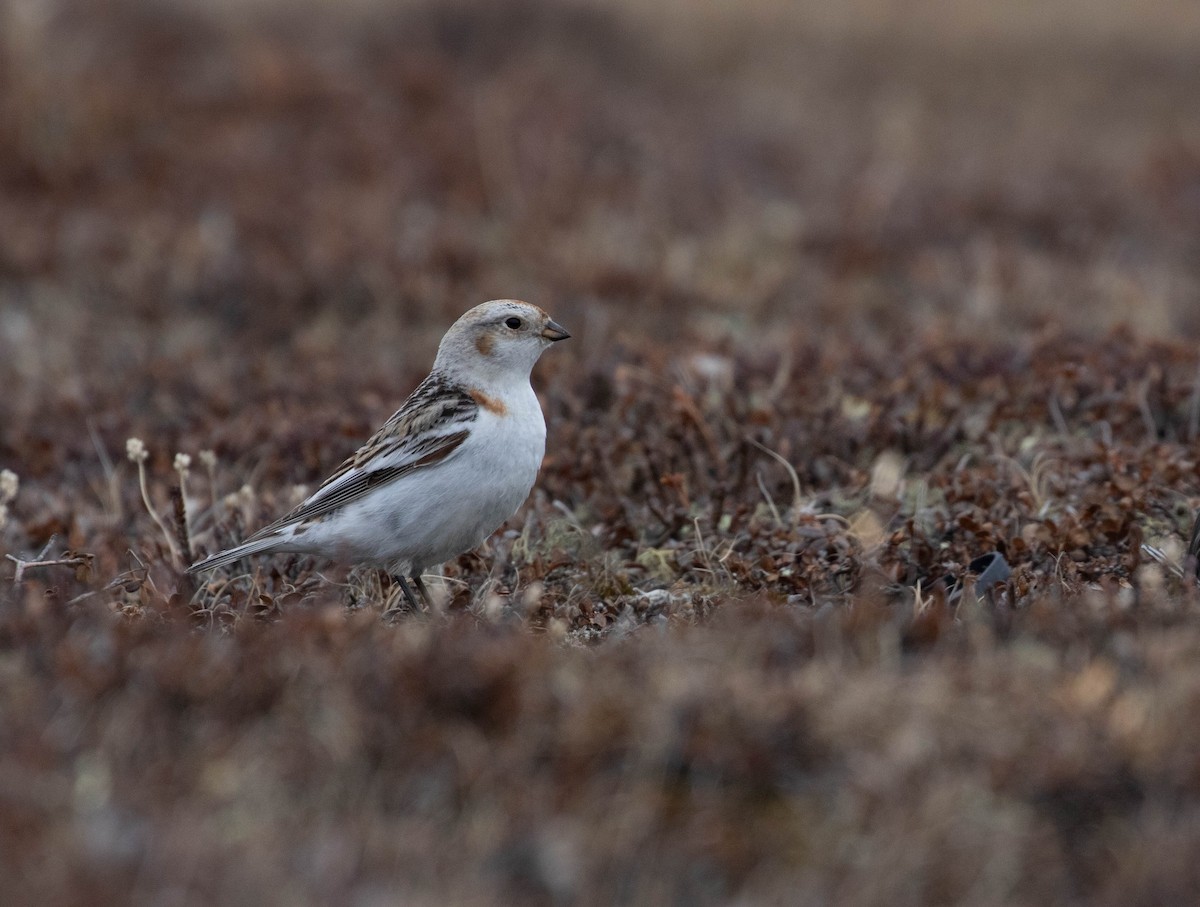 Snow Bunting - Brendan Kelly