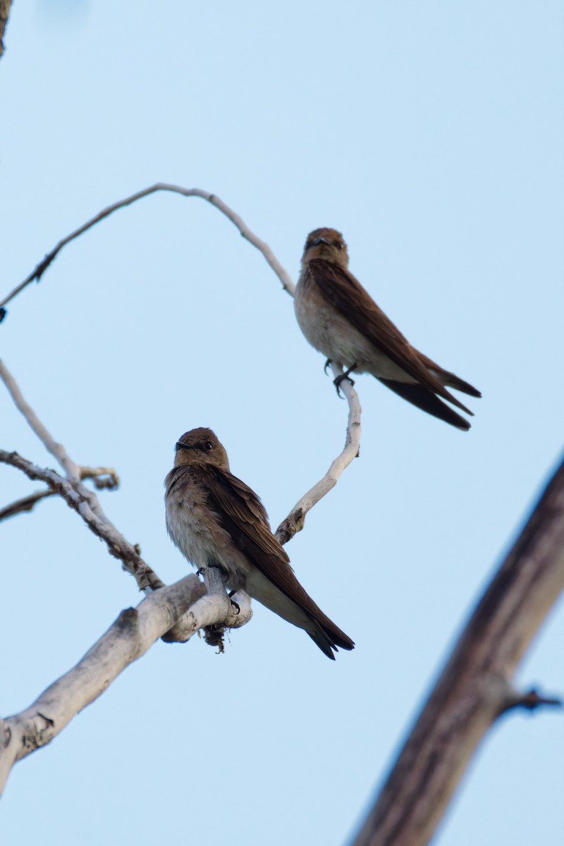 Northern Rough-winged Swallow - Ruogu Li
