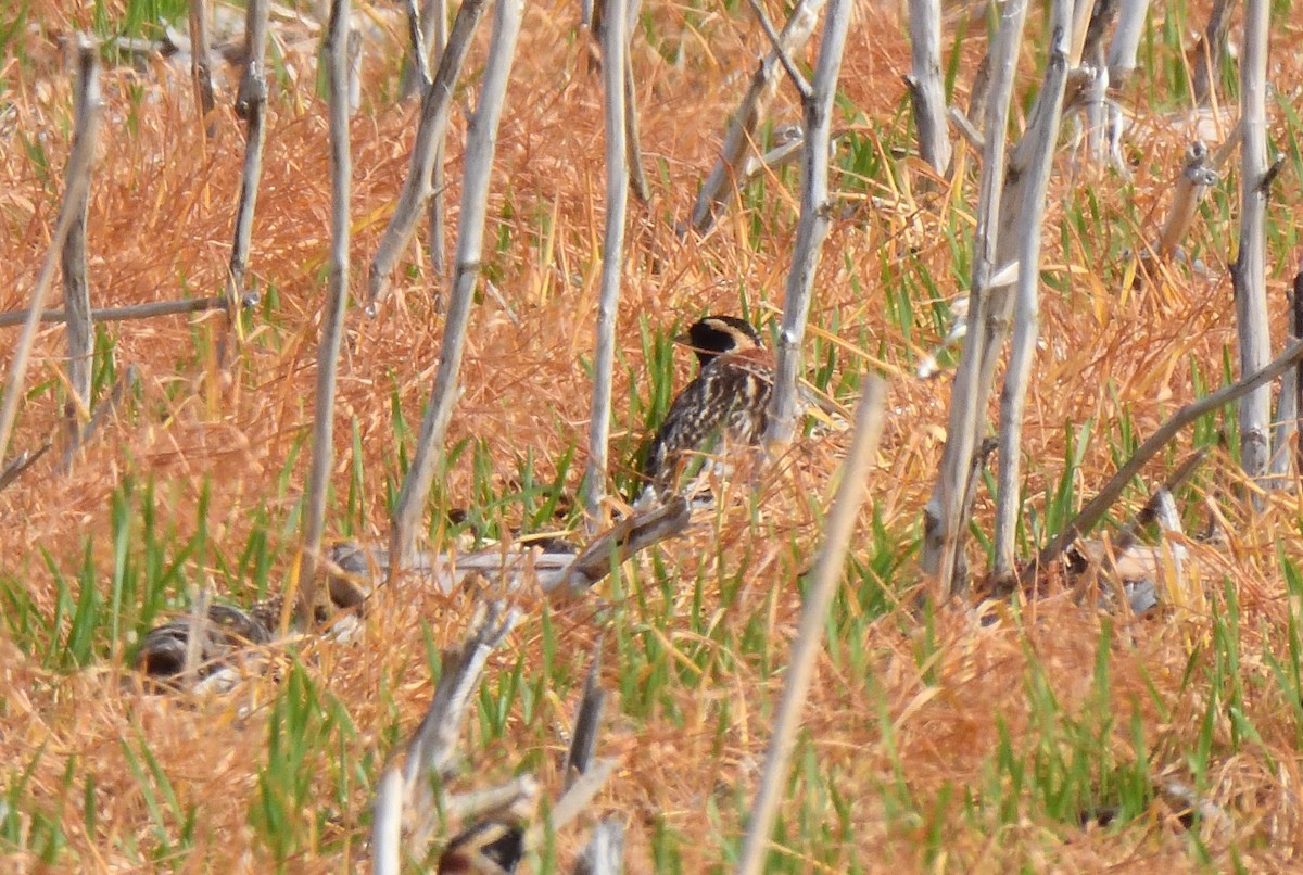 Lapland Longspur - ML619465612