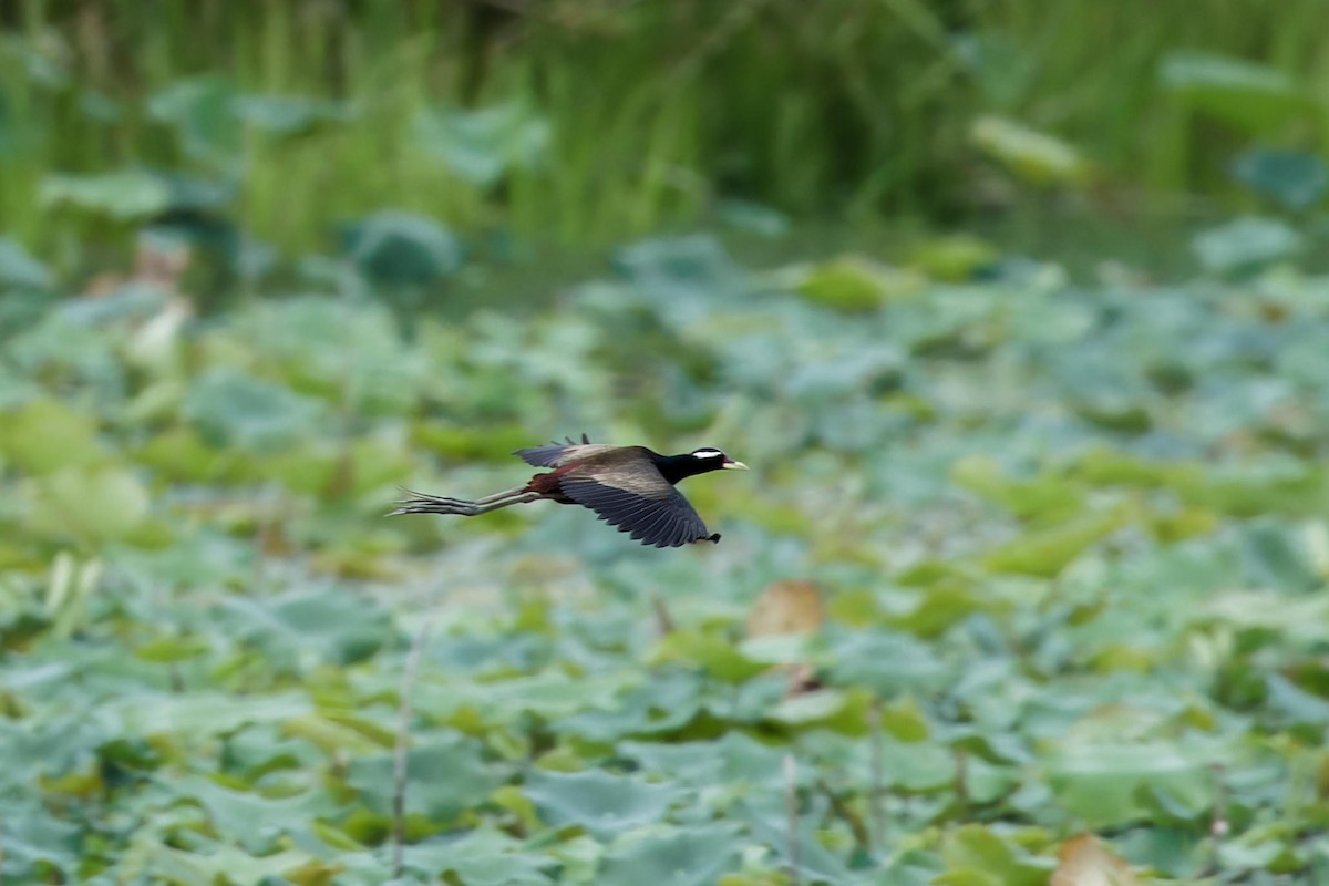 Bronze-winged Jacana - Paul Passant