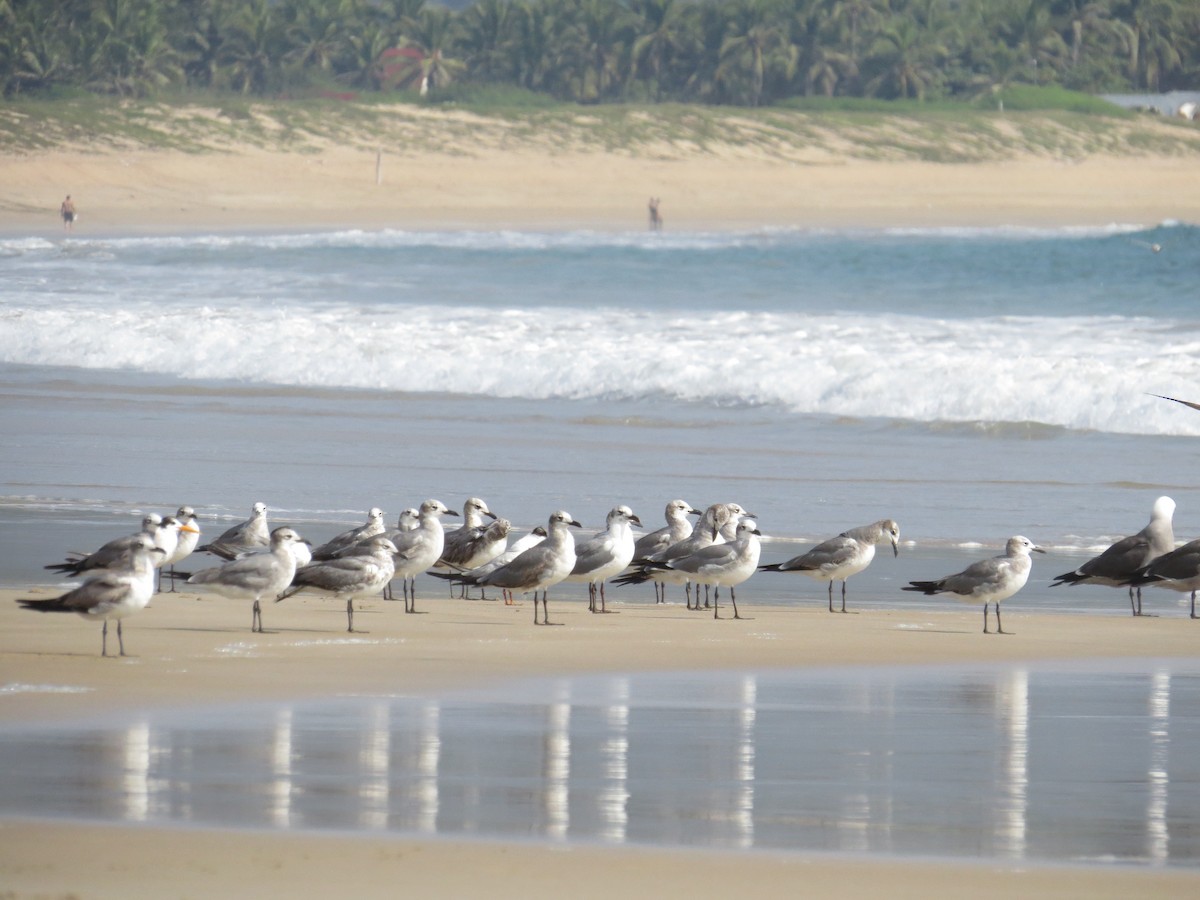 Laughing Gull - Aquiles Brinco