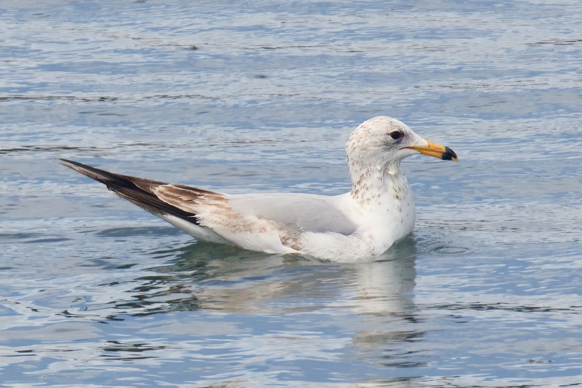 Ring-billed Gull - Len  Jellicoe