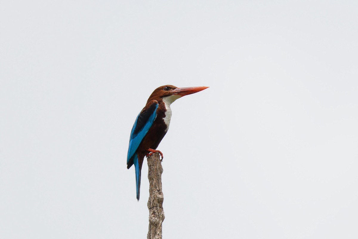 White-throated Kingfisher - Paul Passant