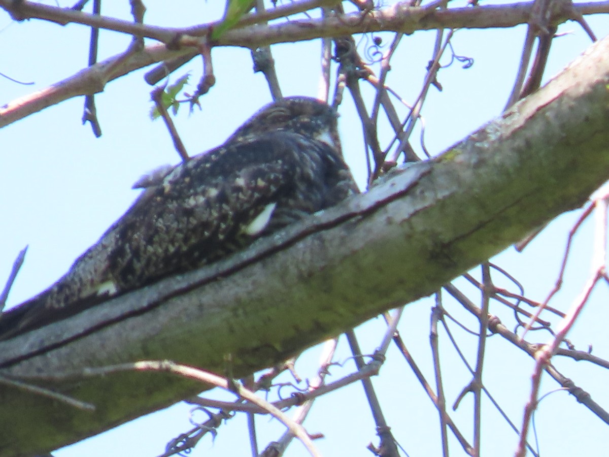 Common Nighthawk - Juliet Berger