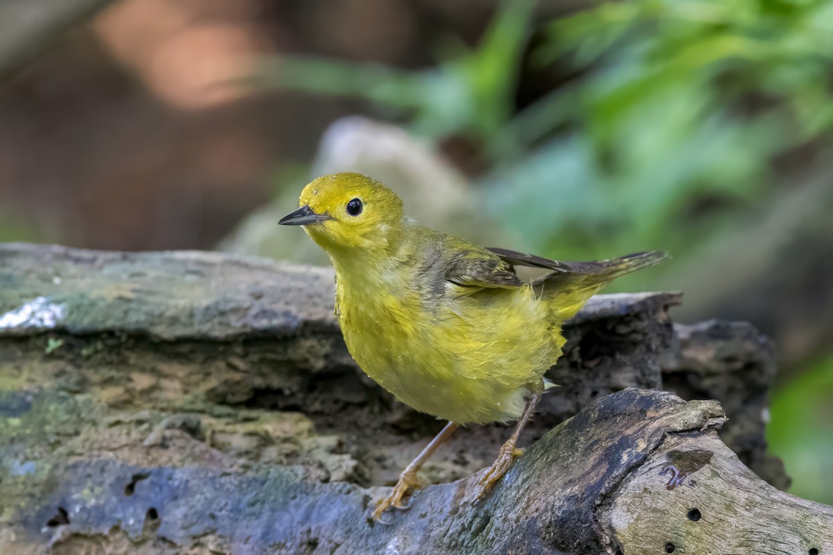 Yellow Warbler - Ric mcarthur