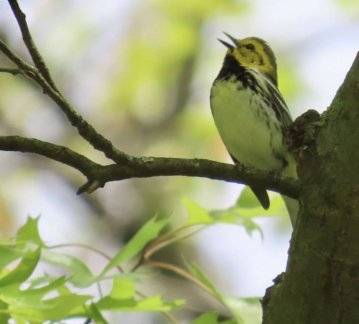 Black-throated Green Warbler - Ardea Thurston-Shaine