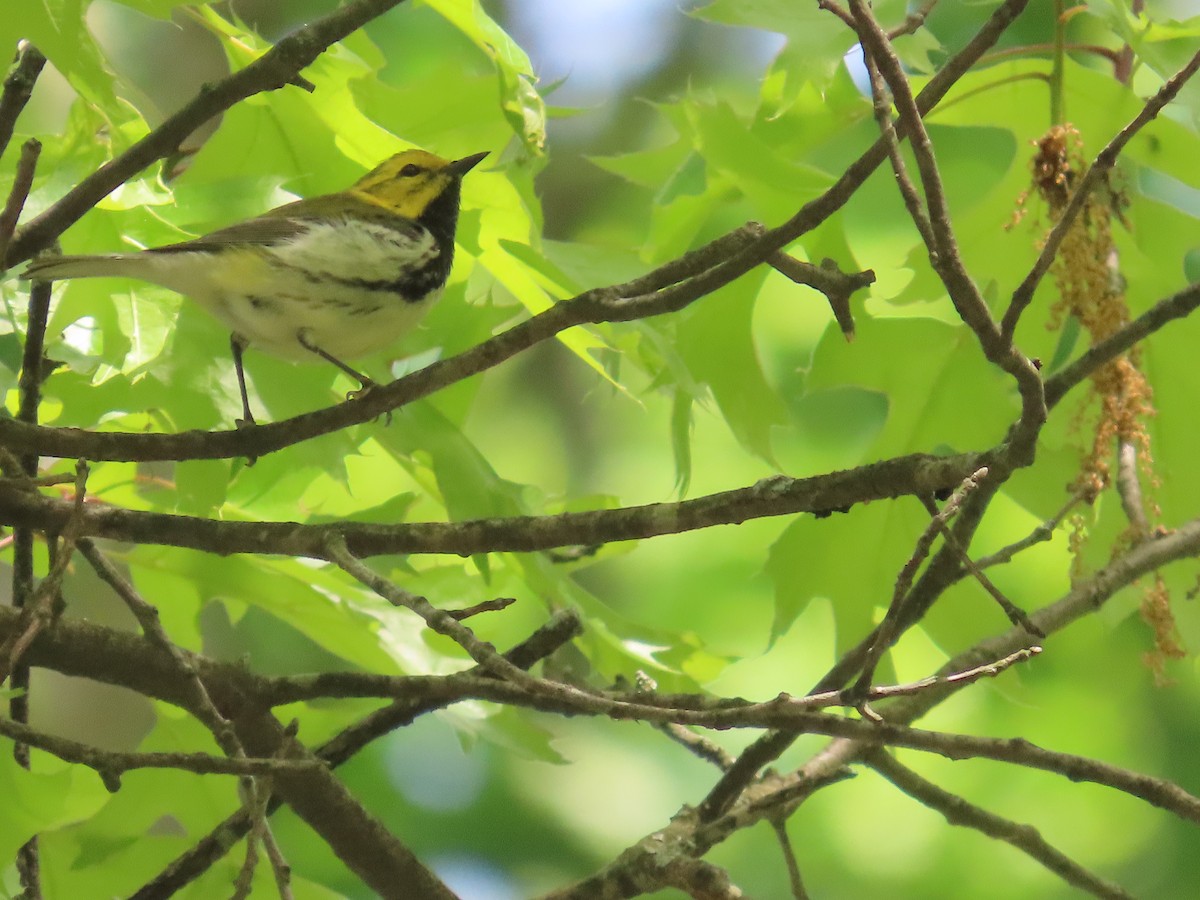 Black-throated Green Warbler - Ardea Thurston-Shaine