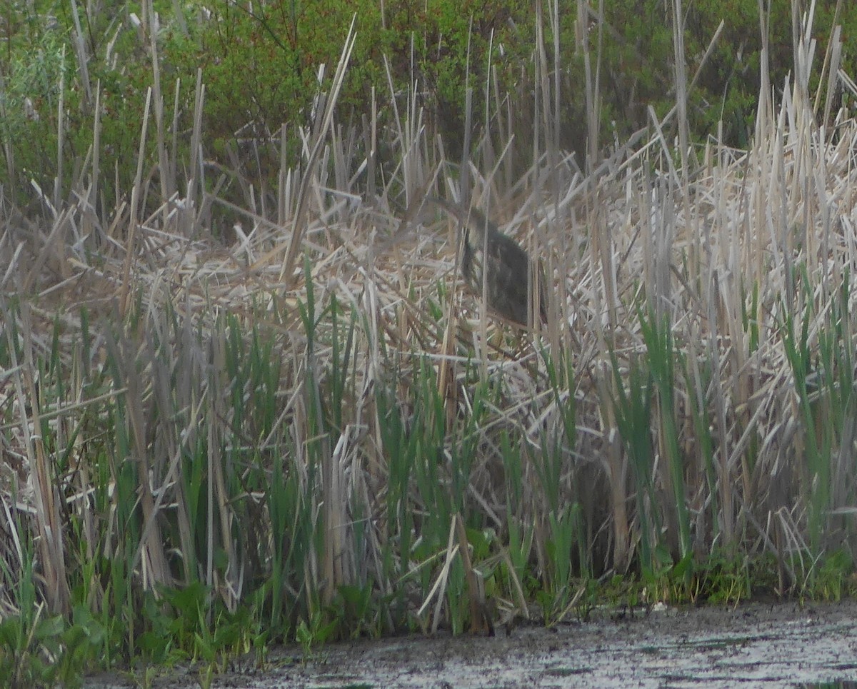 American Bittern - claudine lafrance cohl