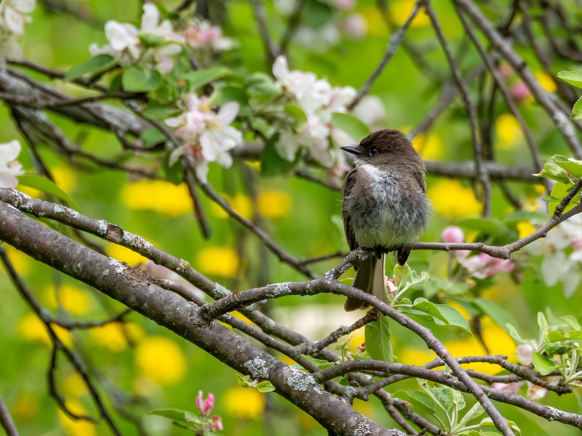 Eastern Phoebe - Laura McDonald