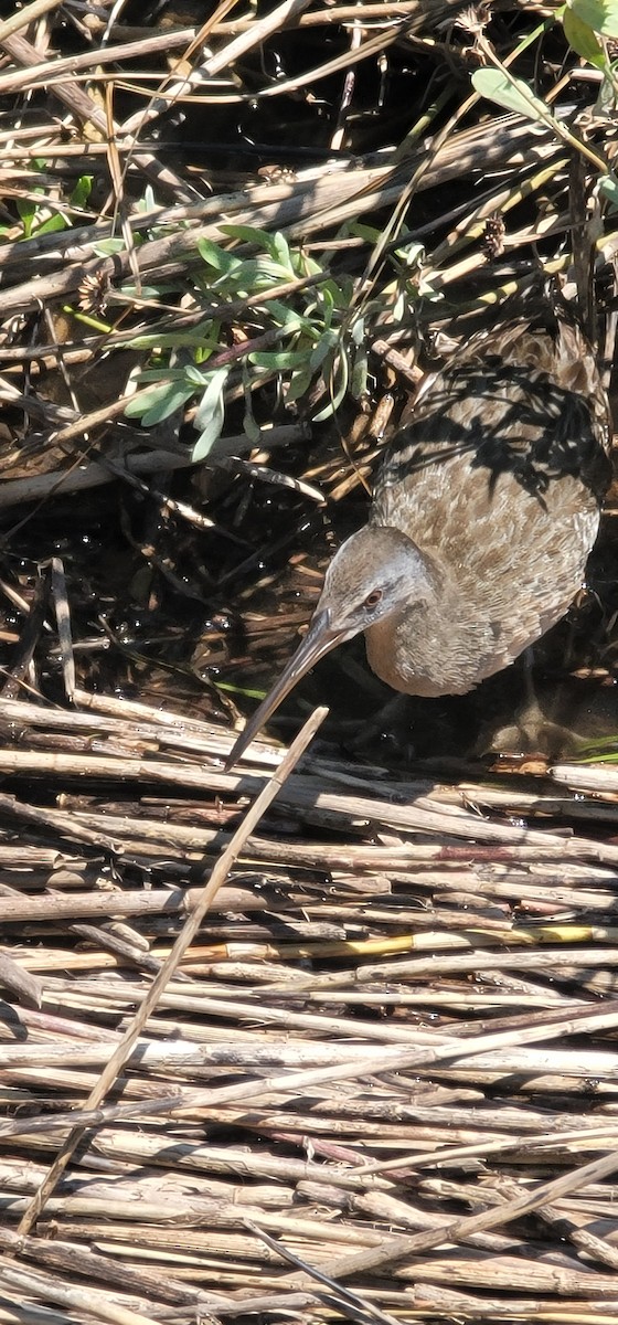 Virginia Rail - Connor Daugherty