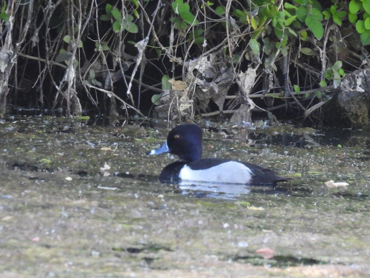 Ring-necked Duck - Jennie Conway