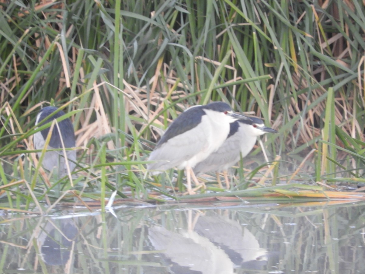 Black-crowned Night Heron - Thomas Bürgi