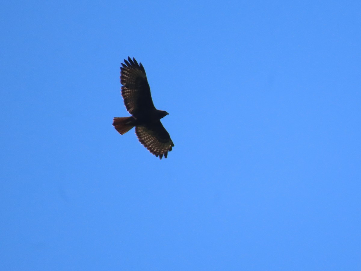 Red-tailed Hawk - Jan Gaffney