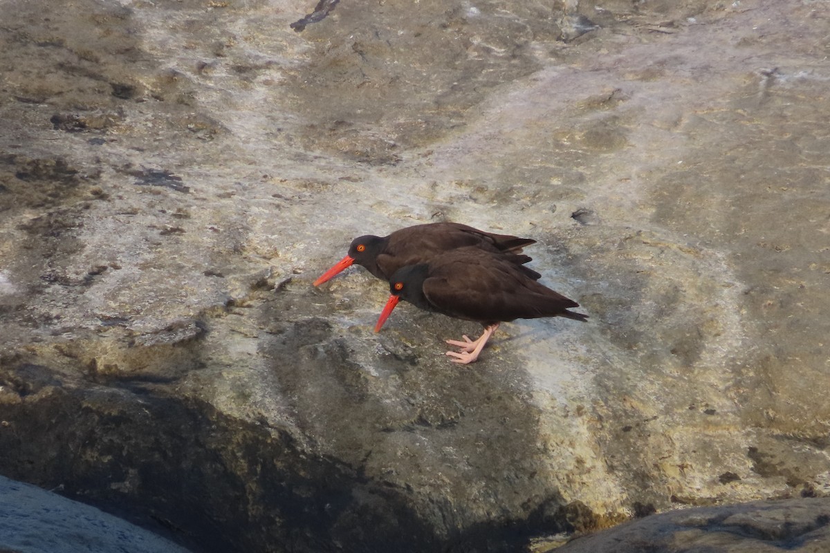 Black Oystercatcher - ML619465673