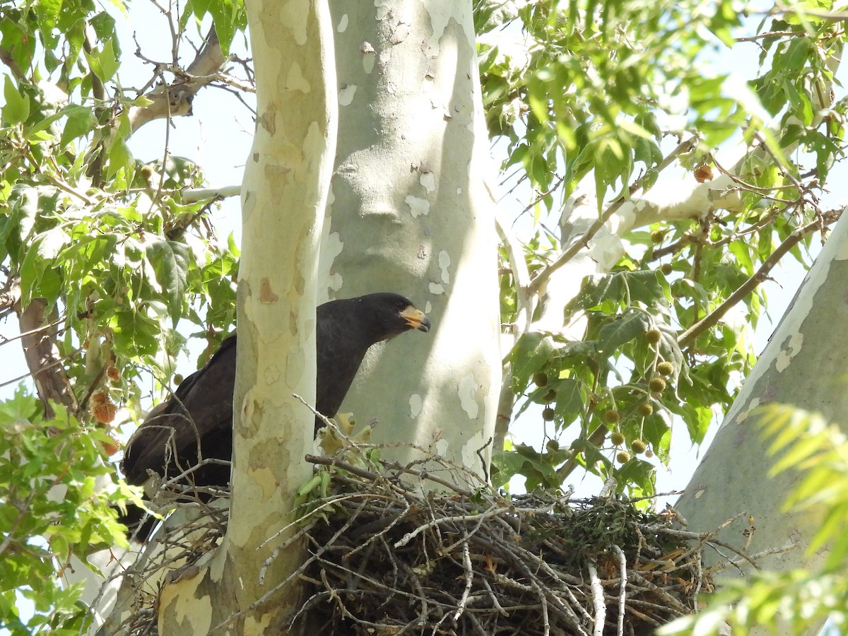 Common Black Hawk - Jennie Conway