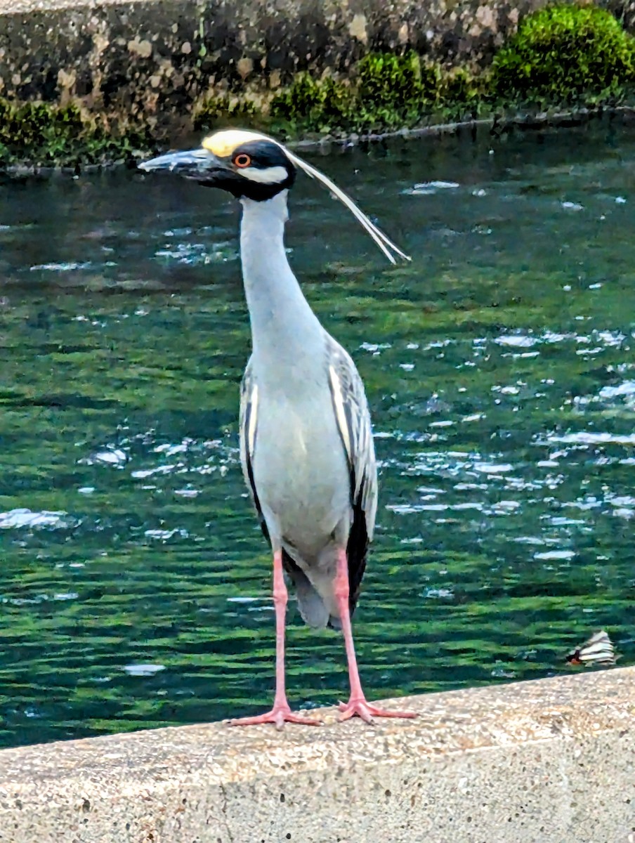 Yellow-crowned Night Heron - ML619465675