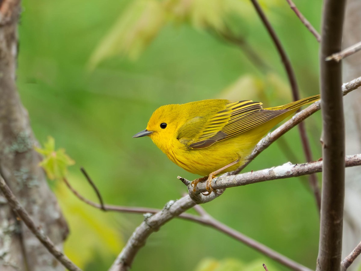 Yellow Warbler - Natalie Barkhouse-Bishop