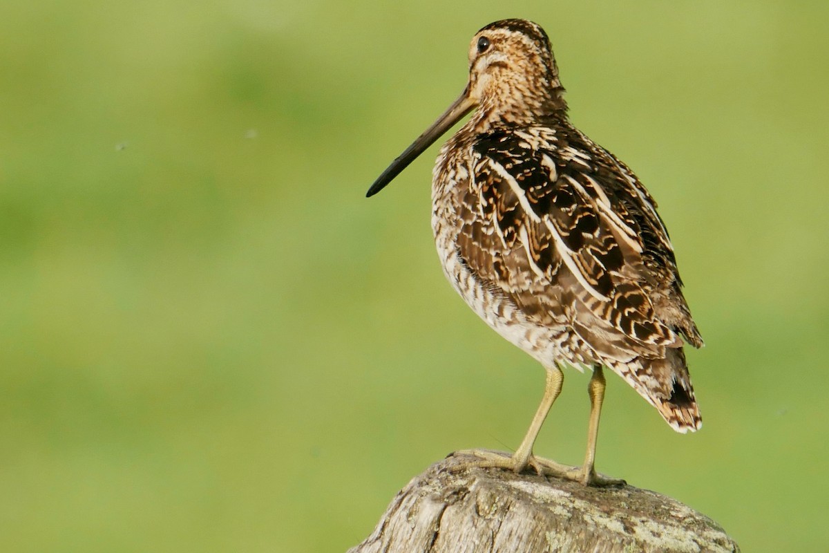 Wilson's Snipe - Robert Huxley