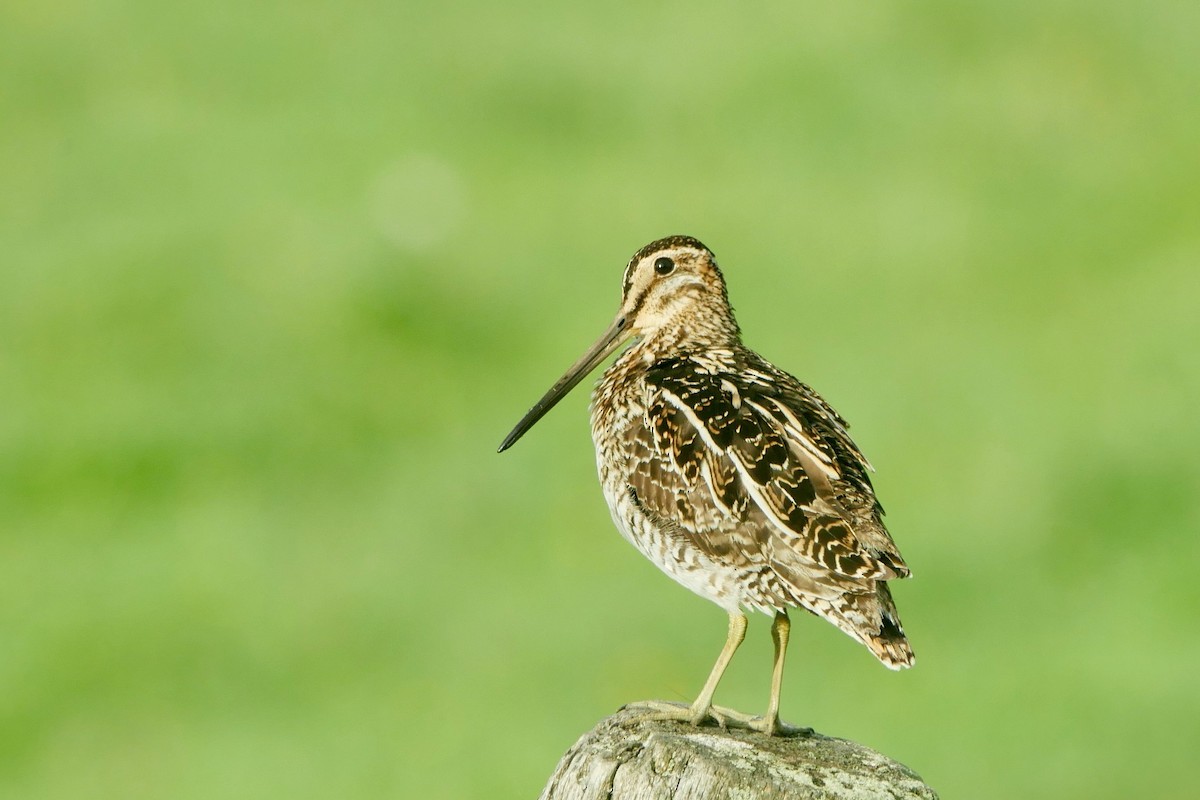 Wilson's Snipe - Robert Huxley