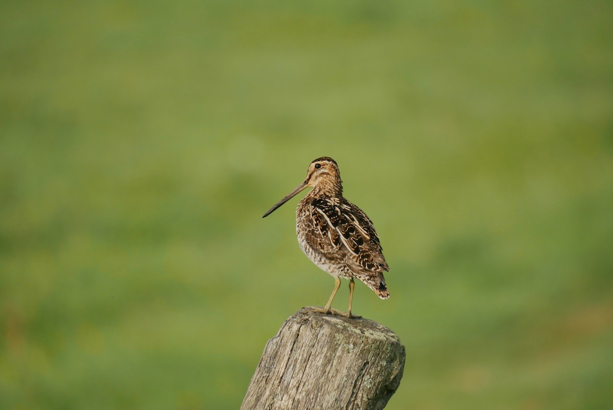 Wilson's Snipe - Robert Huxley