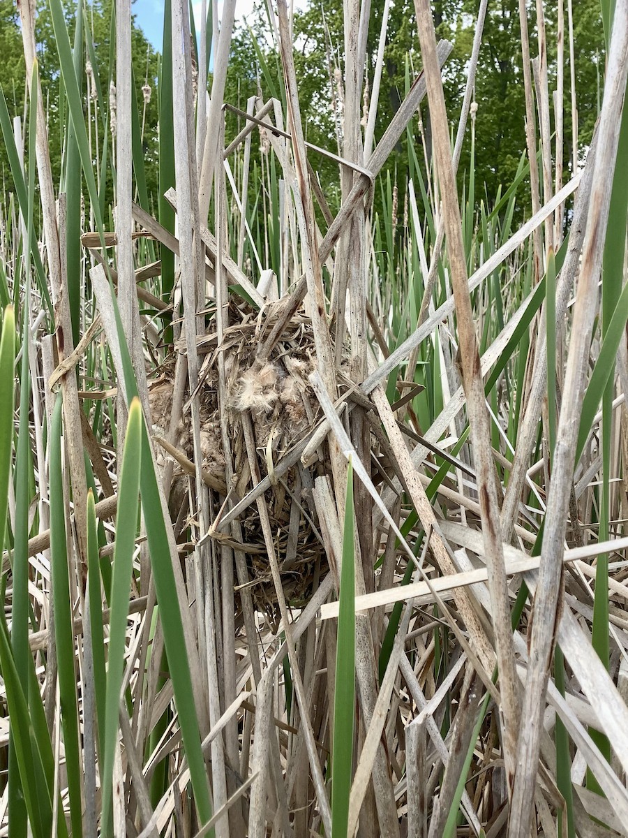 Marsh Wren - Laura McDonald