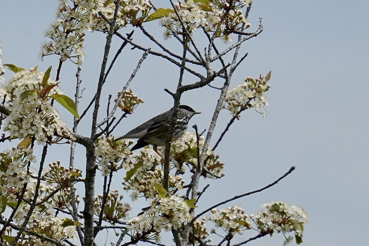 Blackpoll Warbler - Bob Plohr