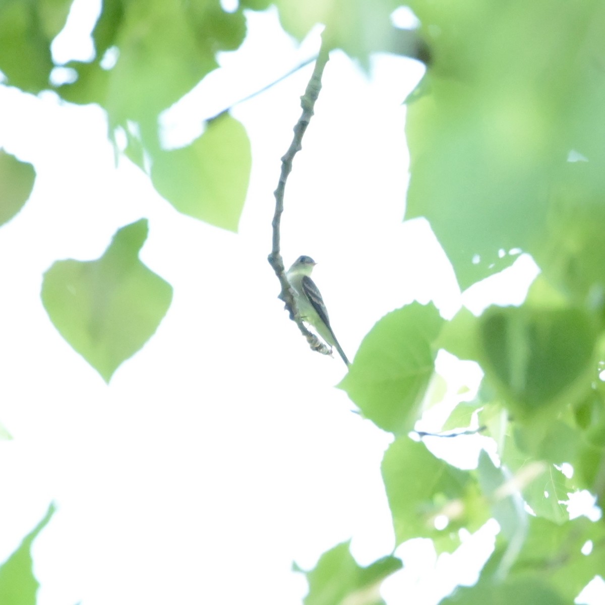 Eastern Wood-Pewee - ML619465703