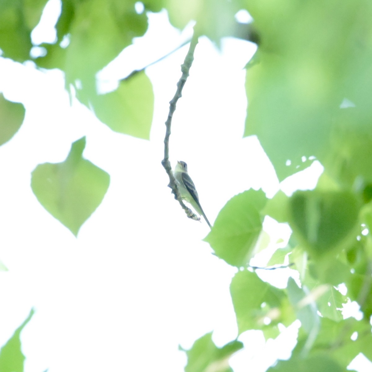 Eastern Wood-Pewee - Justin Riley