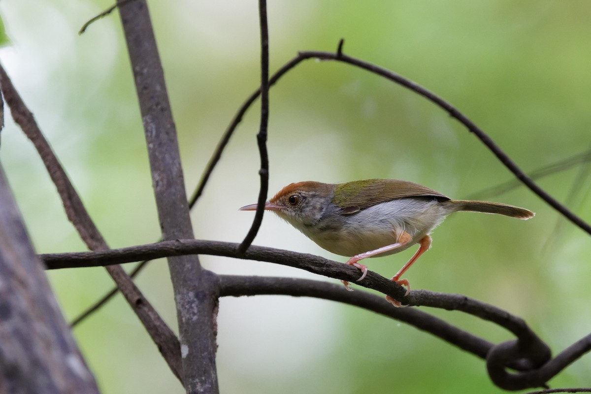 Common Tailorbird - Paul Passant