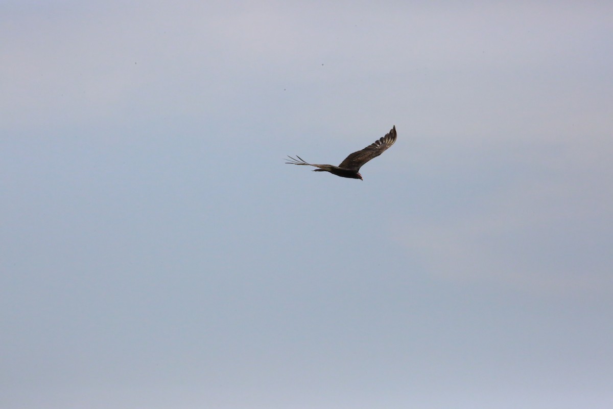 Turkey Vulture - Monica Lee