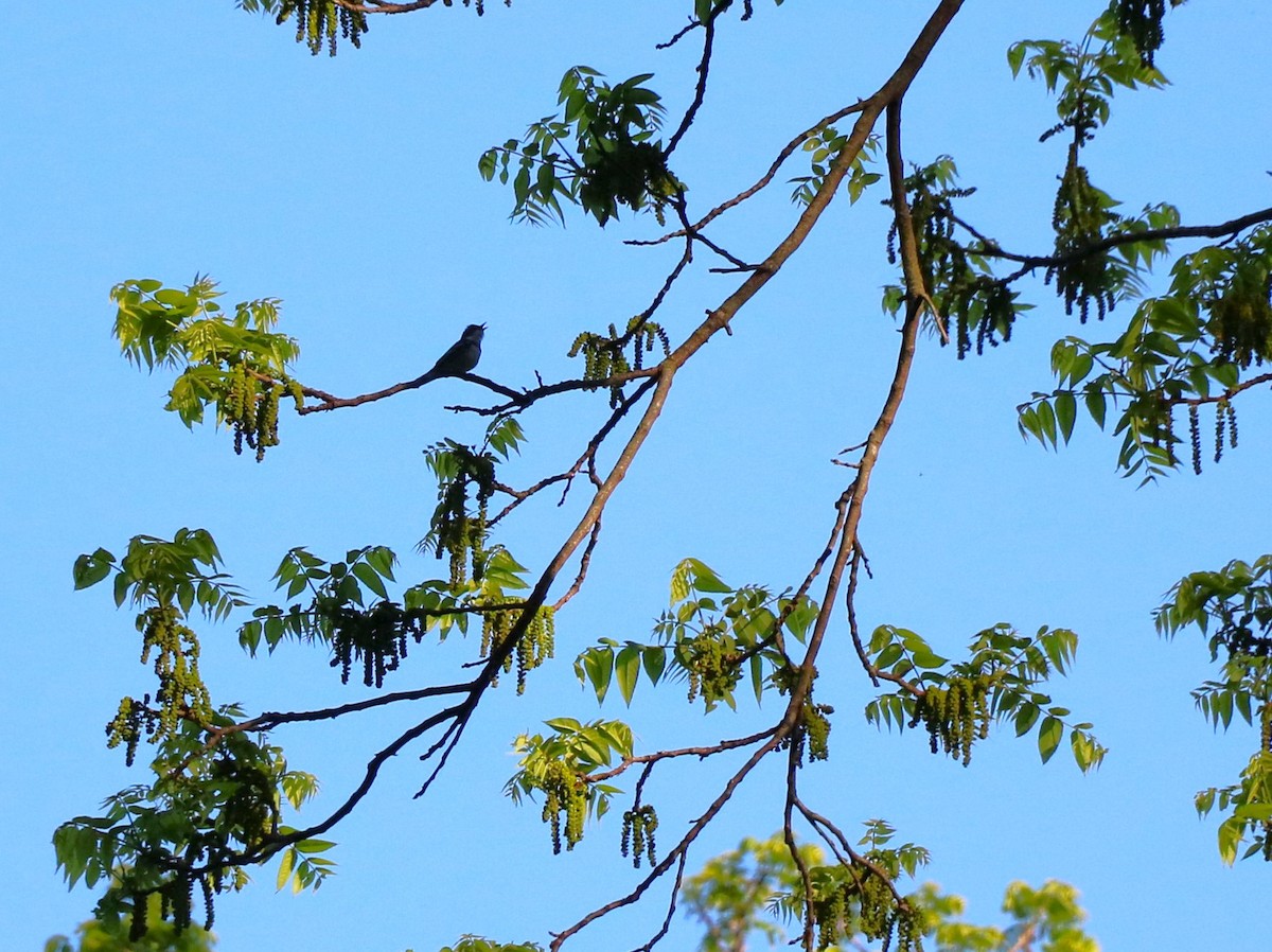 Cerulean Warbler - Lisa Maier