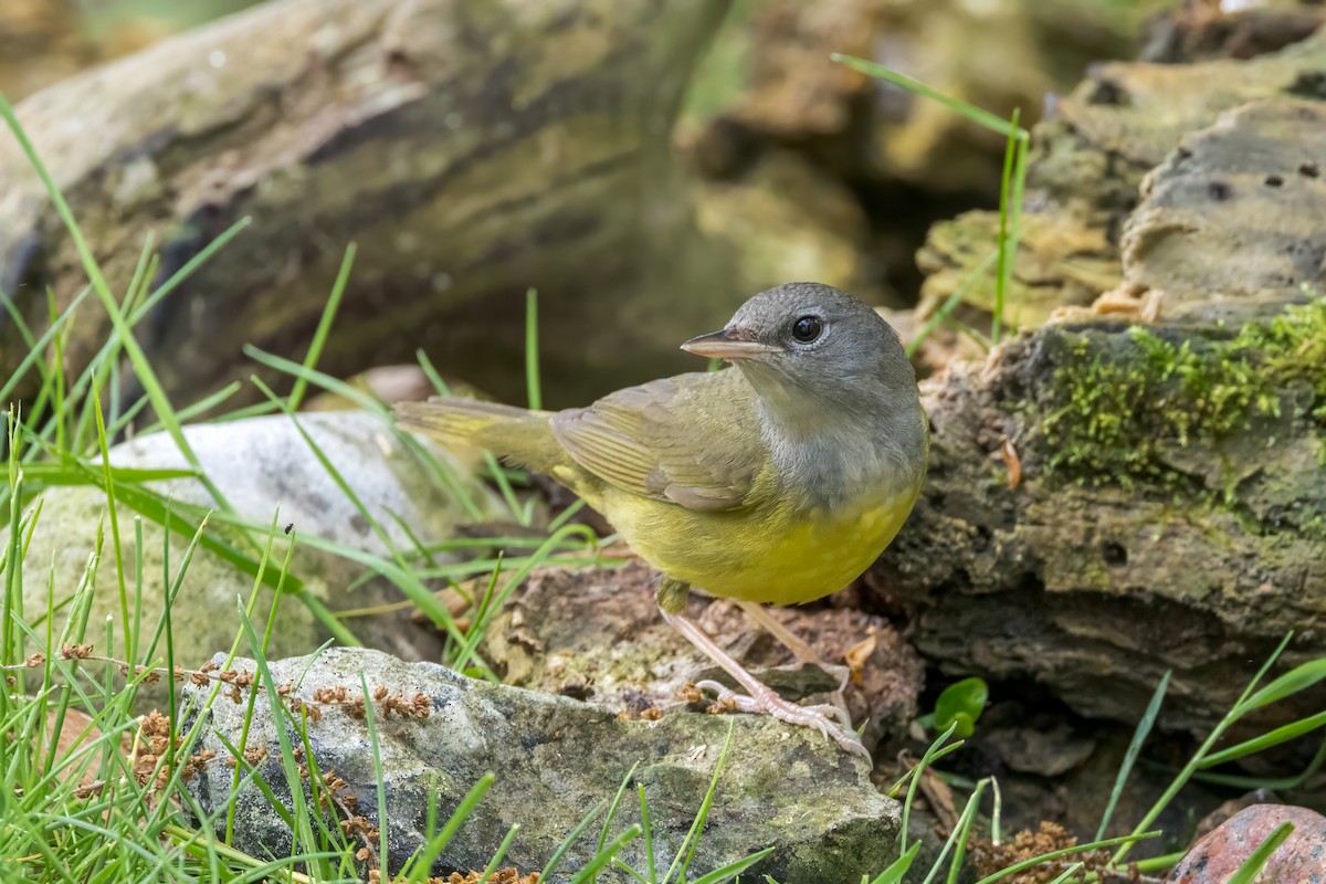 Mourning Warbler - Ric mcarthur