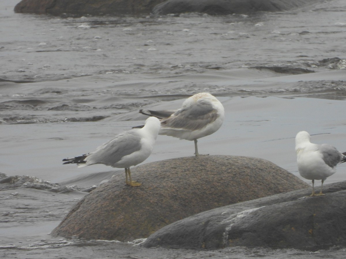 Larus sp. - Germain Savard