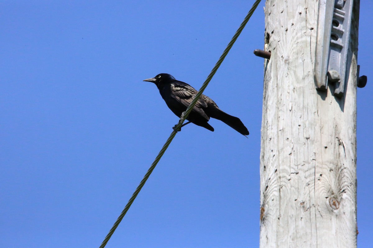 Common Grackle - Monica Lee