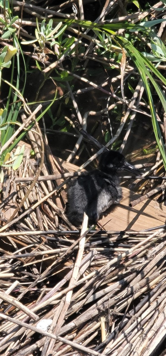 Virginia Rail - ML619465734