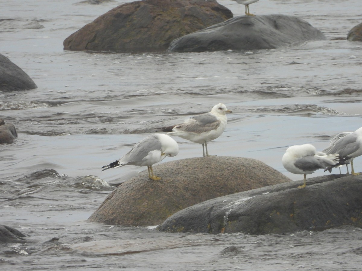 Larus sp. - Germain Savard