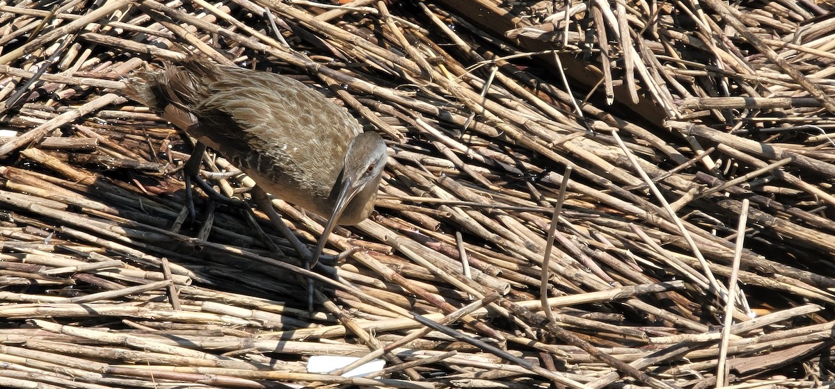 Virginia Rail - Connor Daugherty