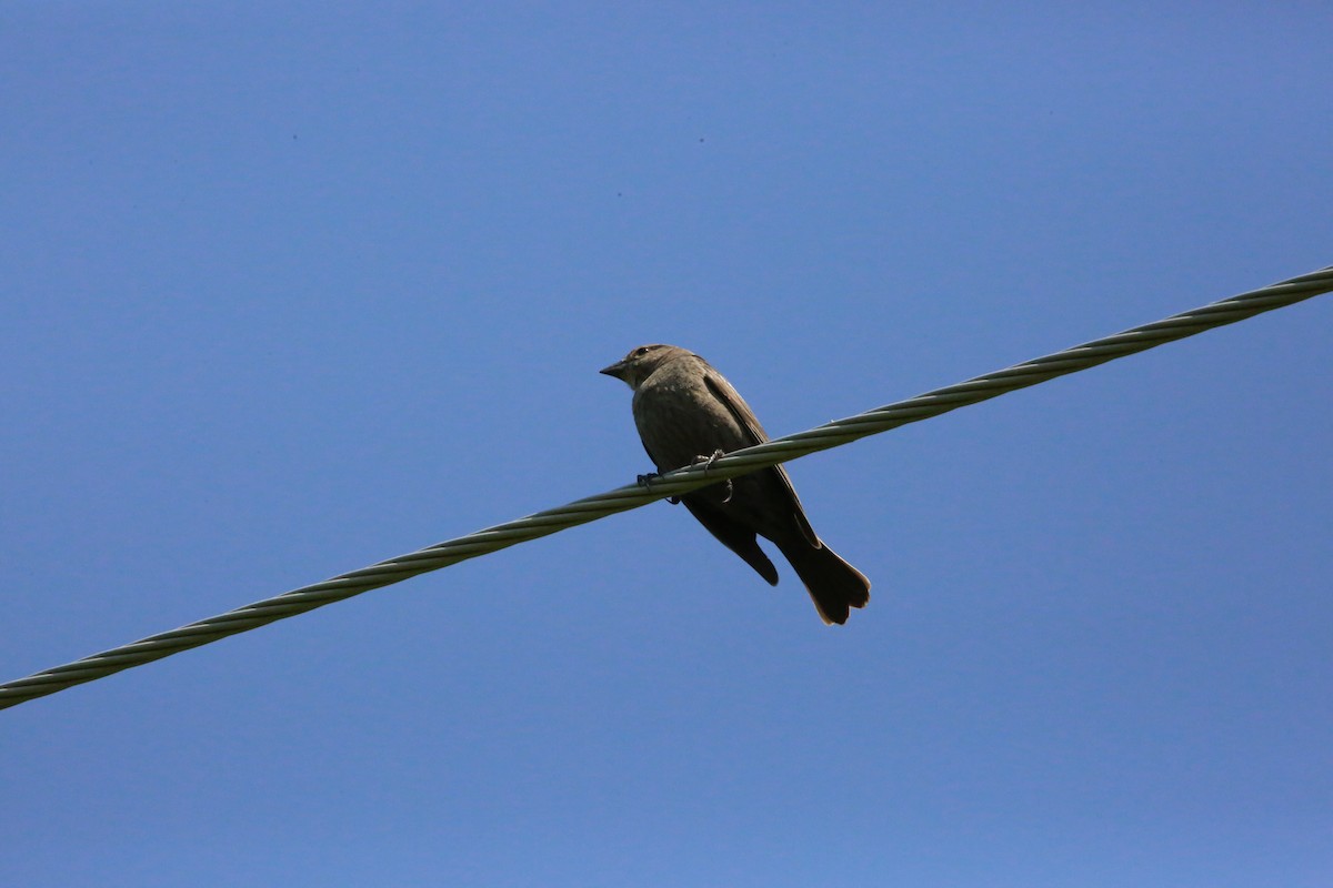 Brown-headed Cowbird - Monica Lee