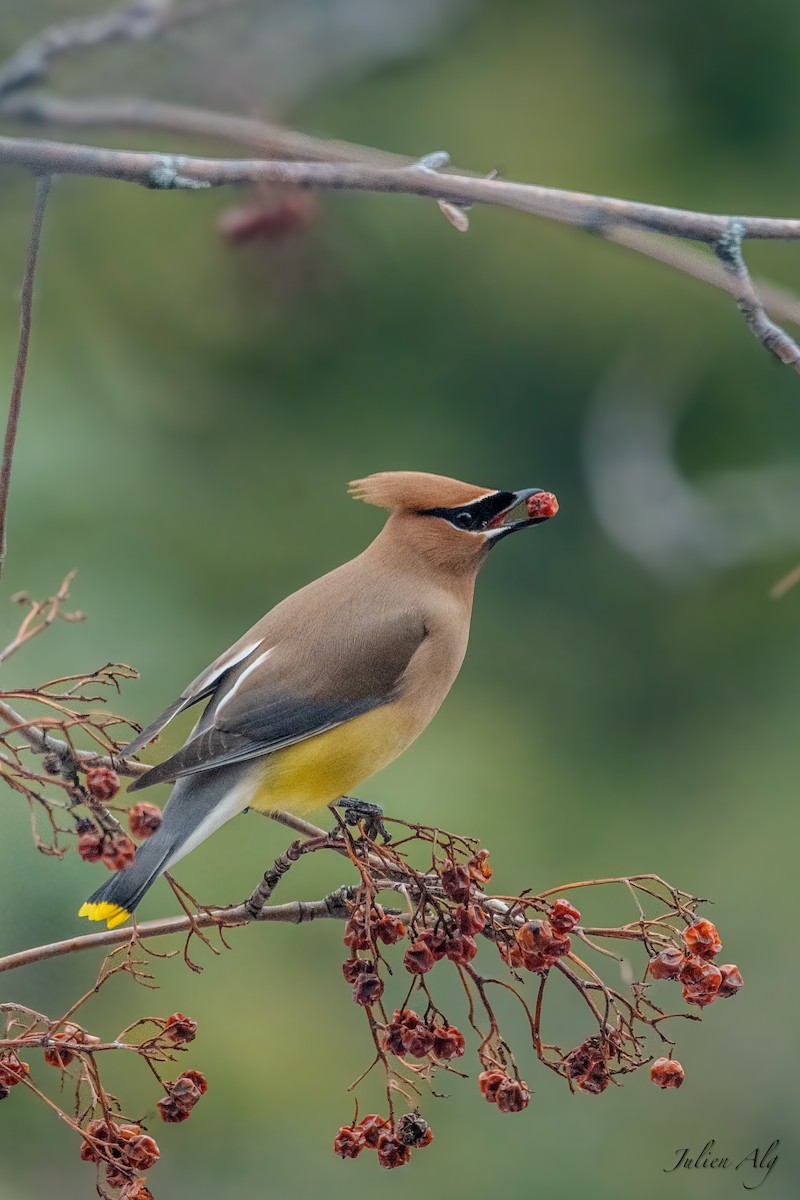 Cedar Waxwing - Julien Allègre