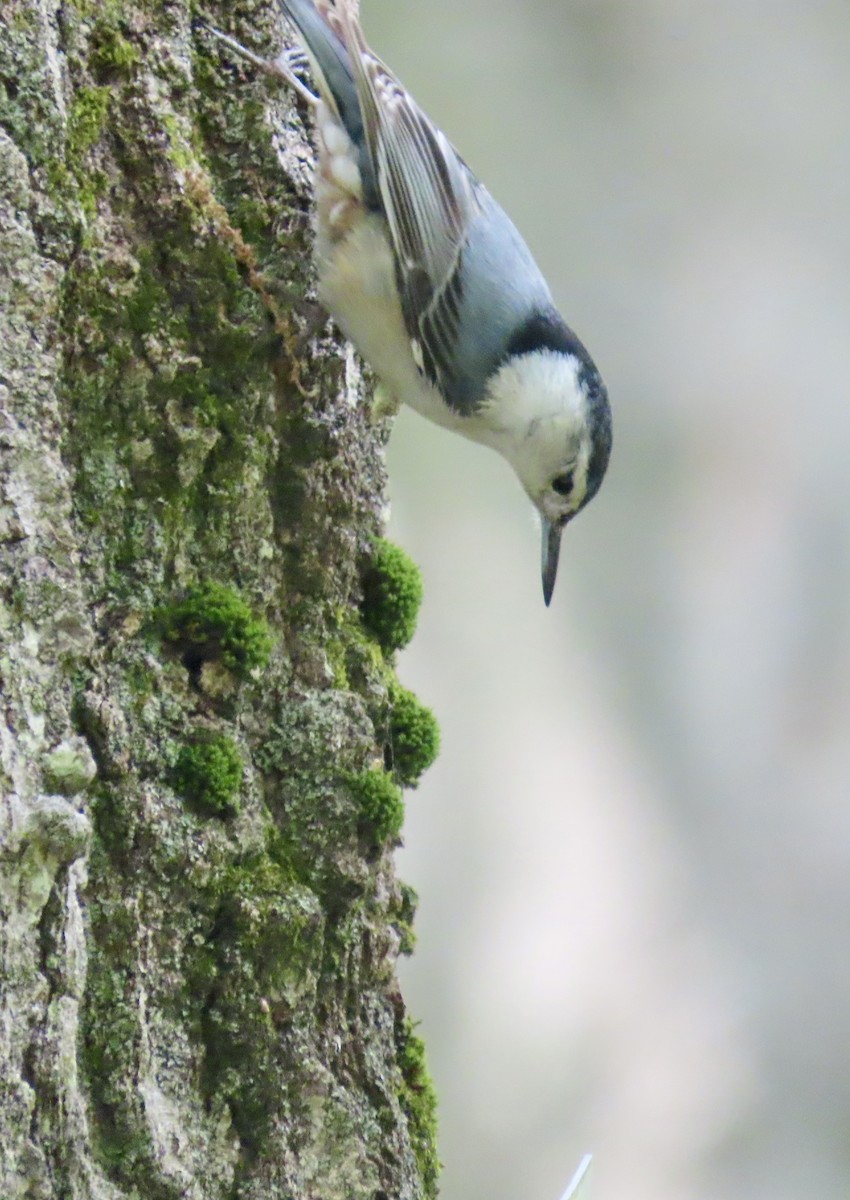 White-breasted Nuthatch - Ardea Thurston-Shaine