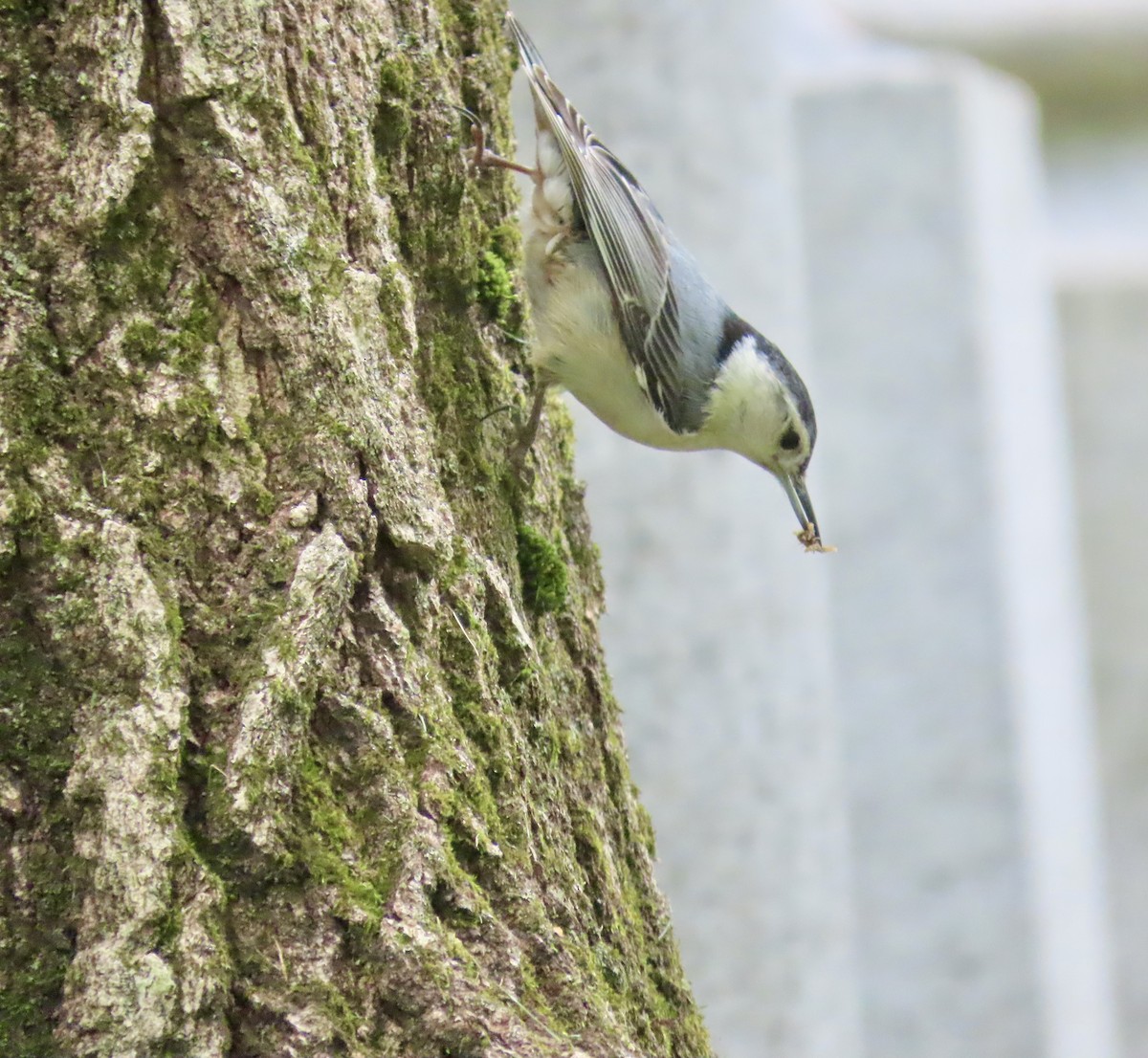 White-breasted Nuthatch - ML619465750