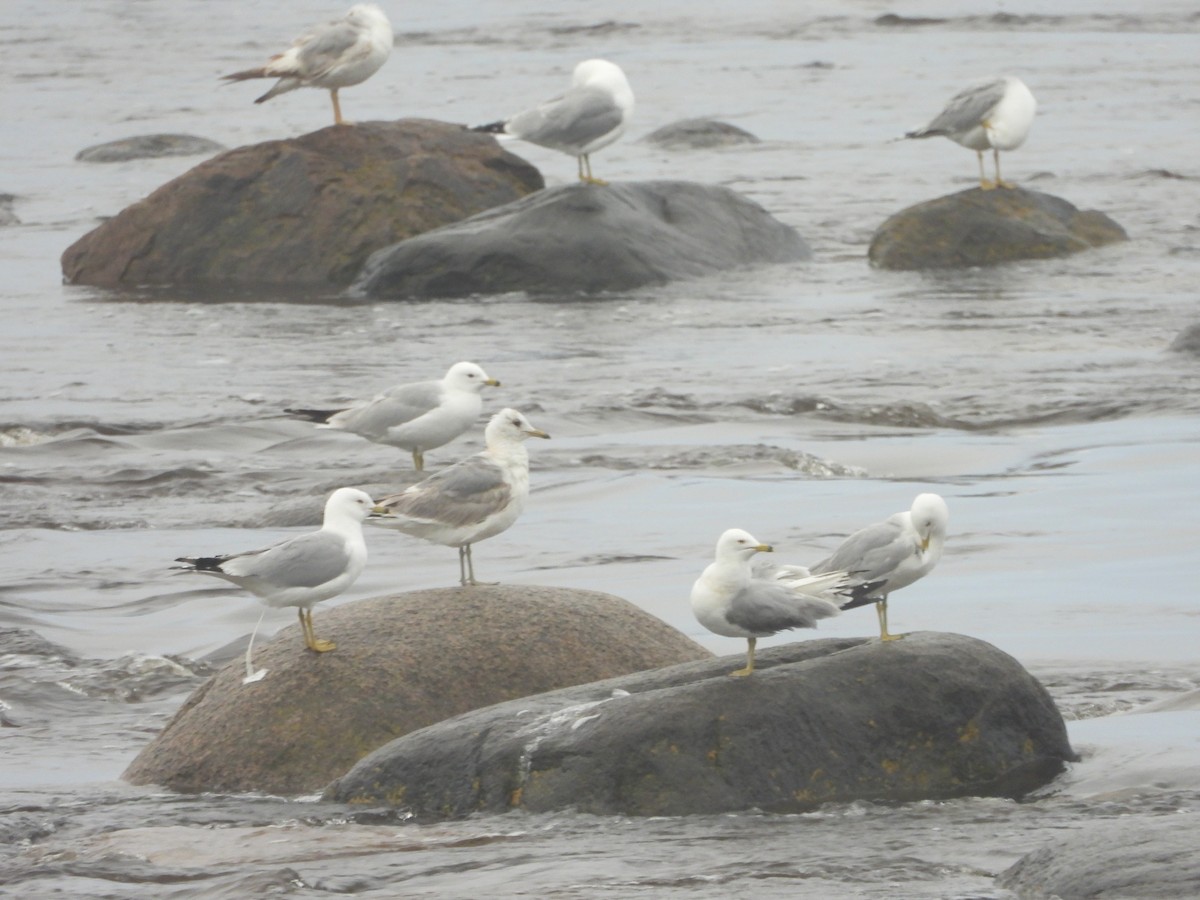 Larus sp. - Germain Savard