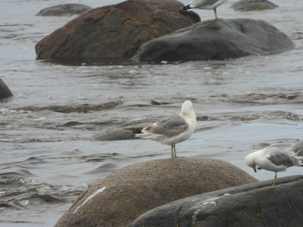 Larus sp. - Germain Savard