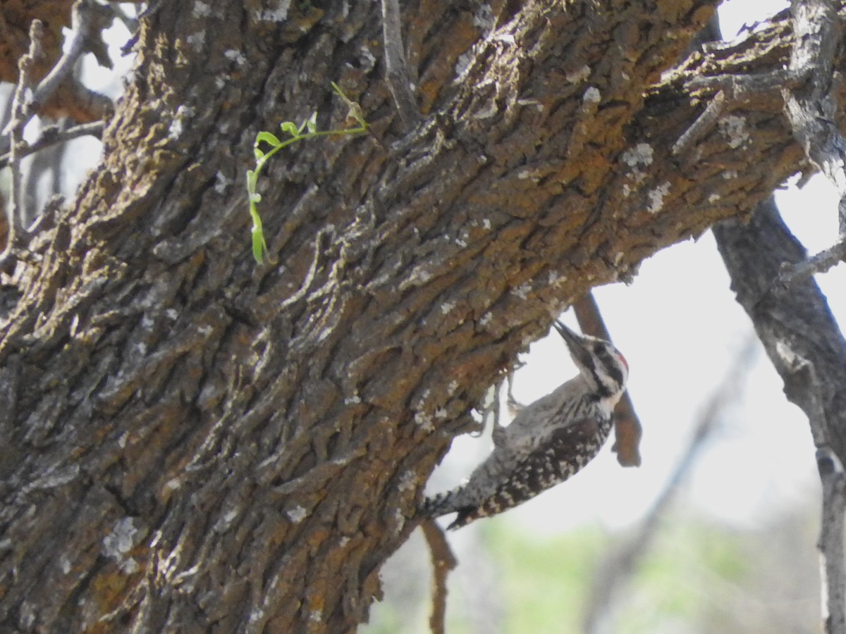 Ladder-backed Woodpecker - ML619465764