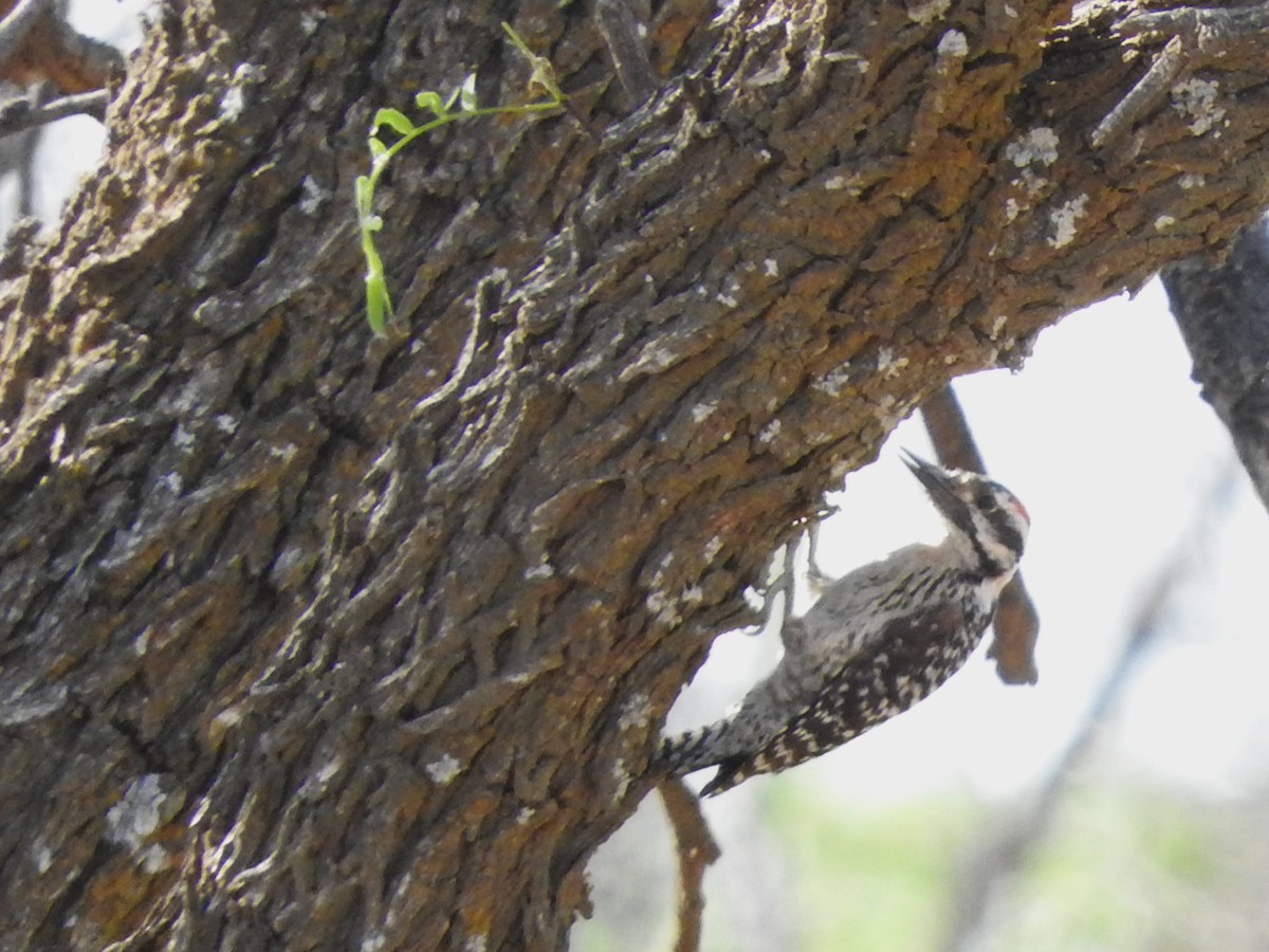 Ladder-backed Woodpecker - ML619465765