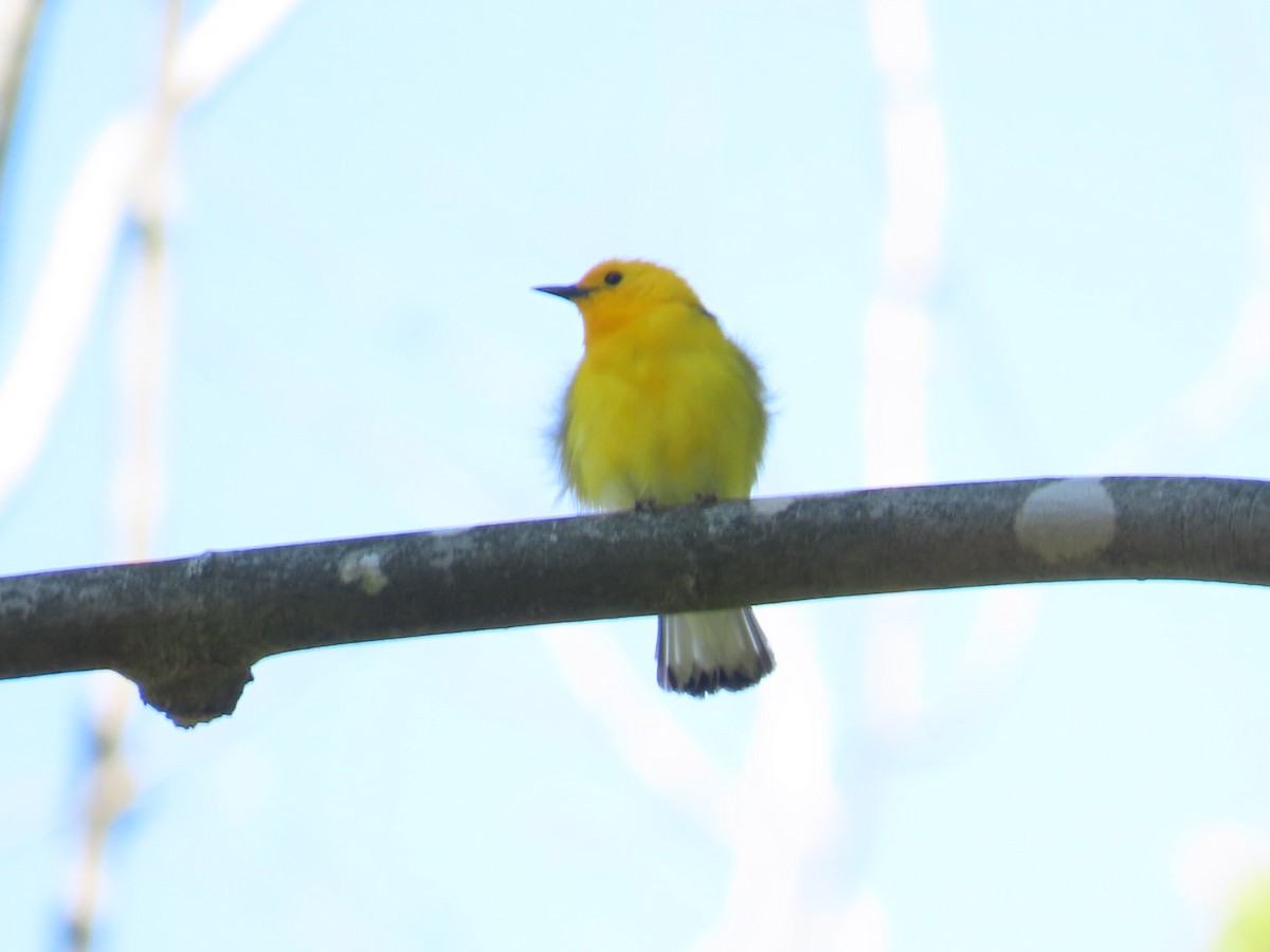 Prothonotary Warbler - Juliet Berger