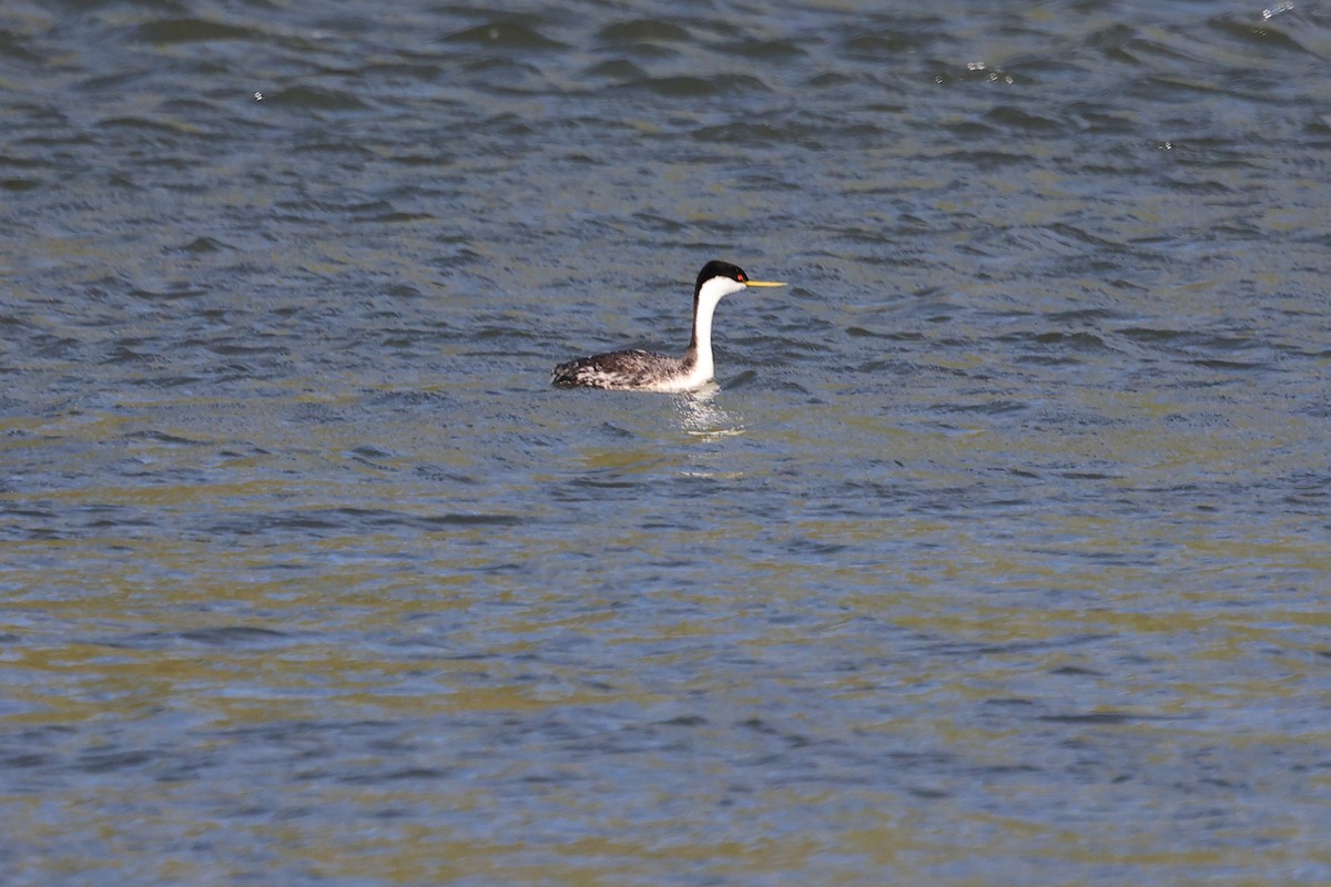 Western Grebe - Brett Wiese