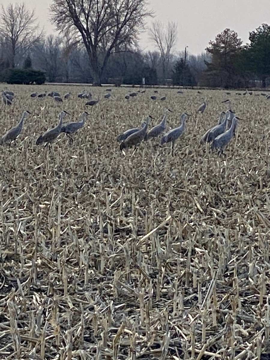 Sandhill Crane - ML619465787